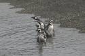 Pingüinera en el canal del Biggle, Ushuaia, Tierra del Fuego, Argentina